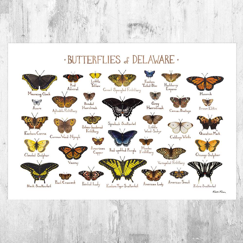 Delaware Butterflies Field Guide Art Print - Butterfly - Nature Print - Poster | Canvas Wall Art Print