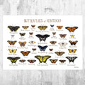Kentucky Butterflies Field Guide Art Print - Butterfly - Nature Print - Poster | Canvas Wall Art Print