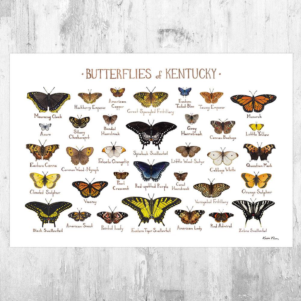 Kentucky Butterflies Field Guide Art Print - Butterfly - Nature Print - Poster | Canvas Wall Art Print