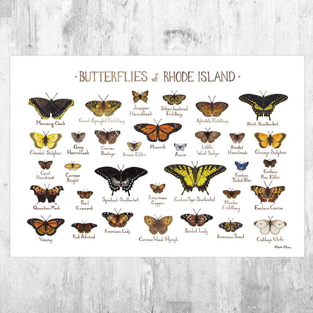 Rhode Island Butterflies Field Guide Art Print - Butterfly - Nature Print - Poster | Canvas Wall Art Print