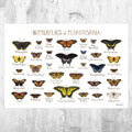 Pennsylvania Butterflies Field Guide Art Print - Butterfly - Nature Print - Poster | Canvas Wall Art Print