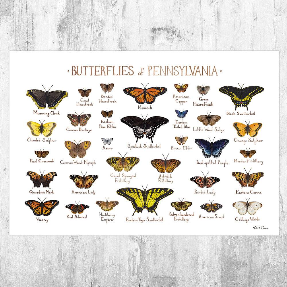 Pennsylvania Butterflies Field Guide Art Print - Butterfly - Nature Print - Poster | Canvas Wall Art Print