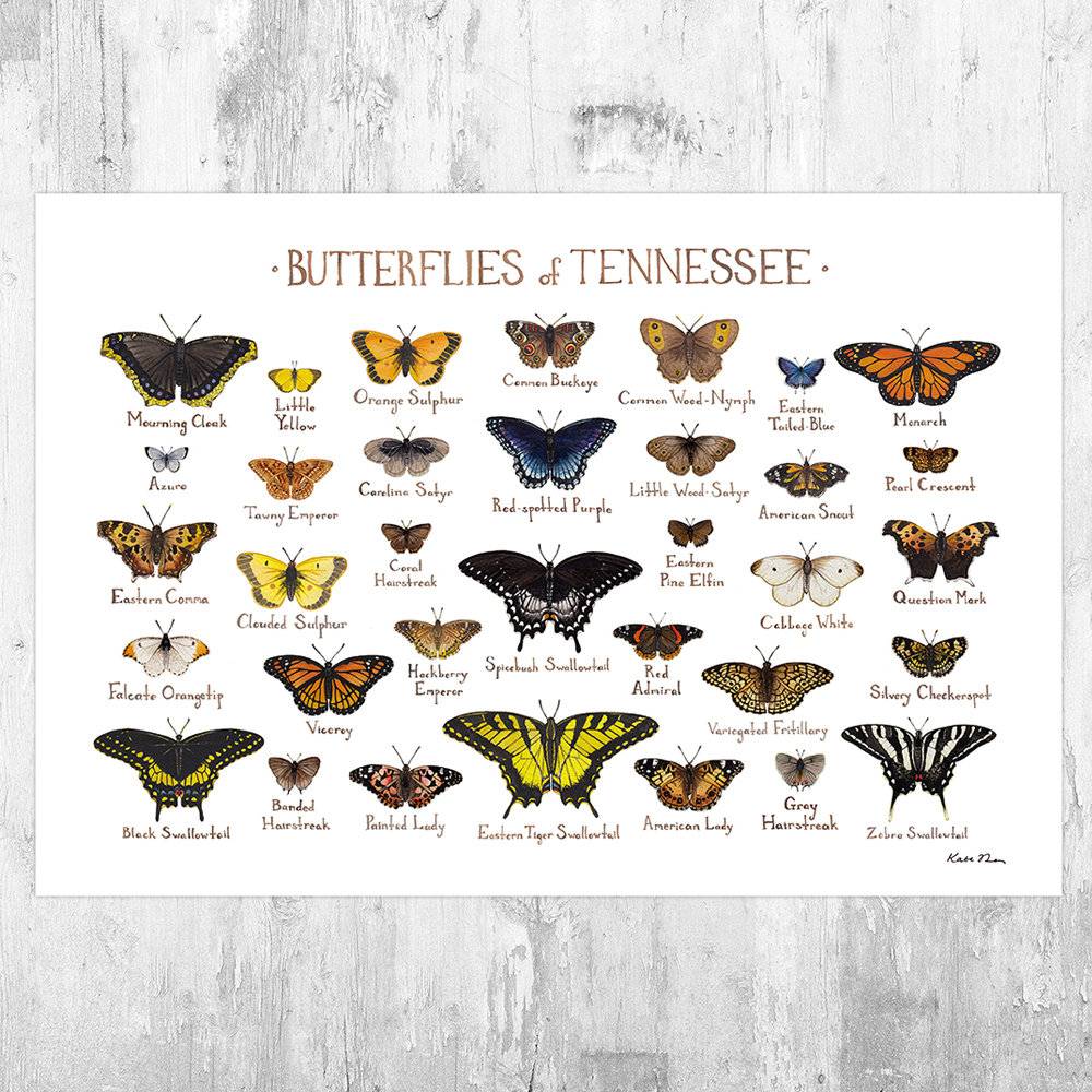 Tennessee Butterflies Field Guide Art Print - Butterfly - Nature Print - Poster | Canvas Wall Art Print