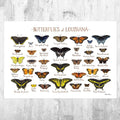 Louisiana Butterflies Field Guide Art Print - Butterfly - Nature Print - Poster | Canvas Wall Art Print