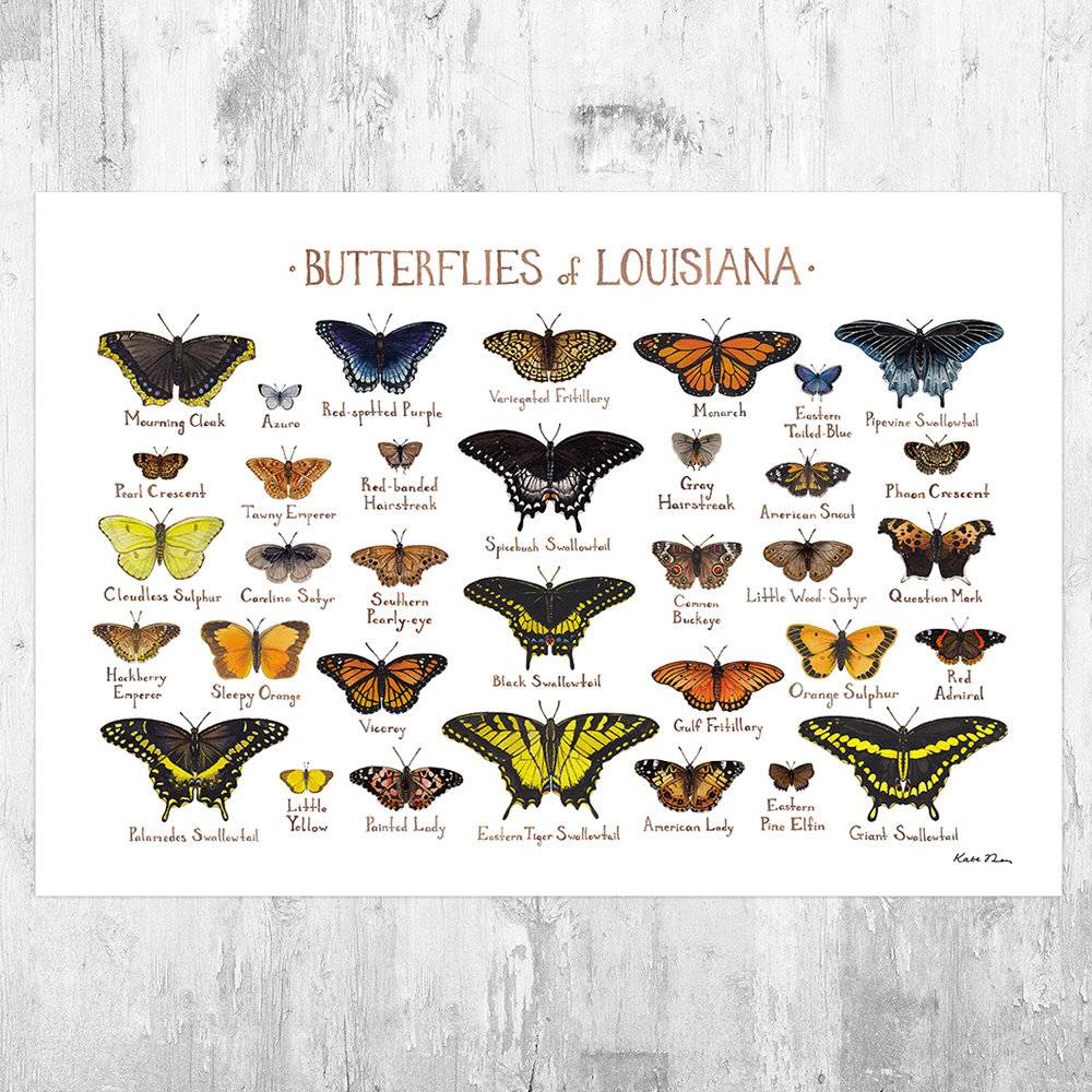 Louisiana Butterflies Field Guide Art Print - Butterfly - Nature Print - Poster | Canvas Wall Art Print
