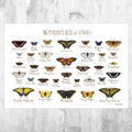 Utah Butterflies Field Guide Art Print - Butterfly - Nature Print - Poster | Canvas Wall Art Print