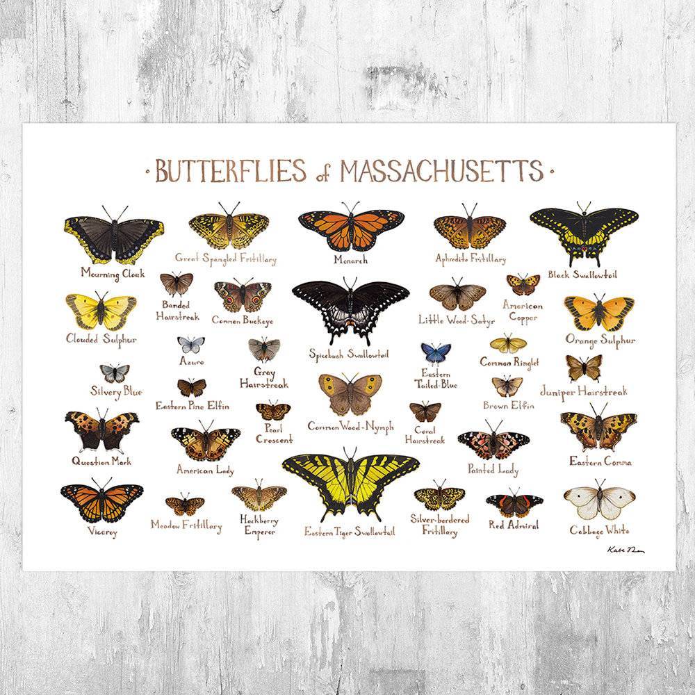 Massachusetts Butterflies Field Guide Art Print - Butterfly - Nature Print - Poster | Canvas Wall Art Print
