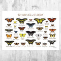 Florida Butterflies Field Guide Art Print - Butterfly - Nature Print - Poster | Canvas Wall Art Print