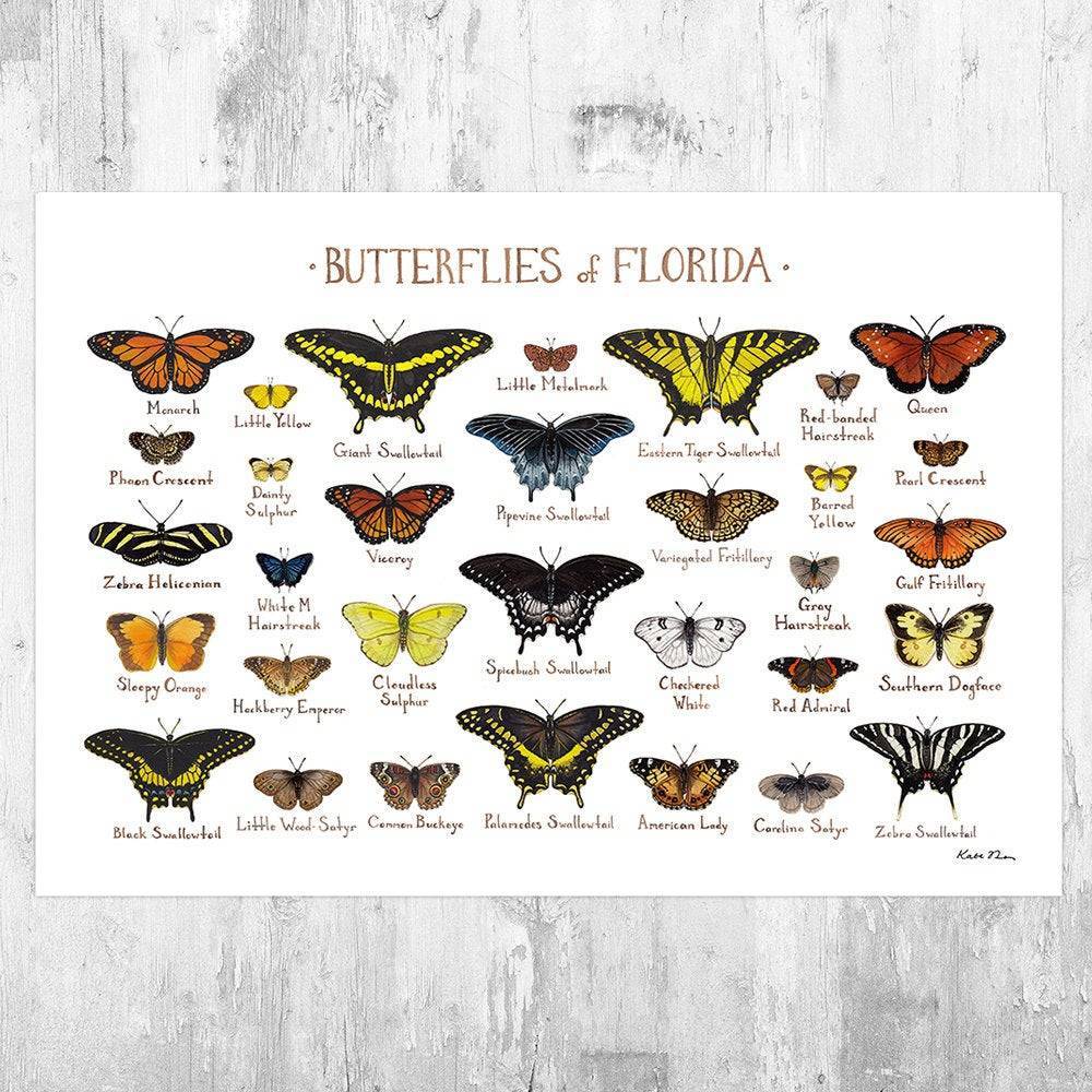 Florida Butterflies Field Guide Art Print - Butterfly - Nature Print - Poster | Canvas Wall Art Print