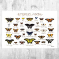 Virginia Butterflies Field Guide Art Print - Butterfly - Nature Print - Poster | Canvas Wall Art Print