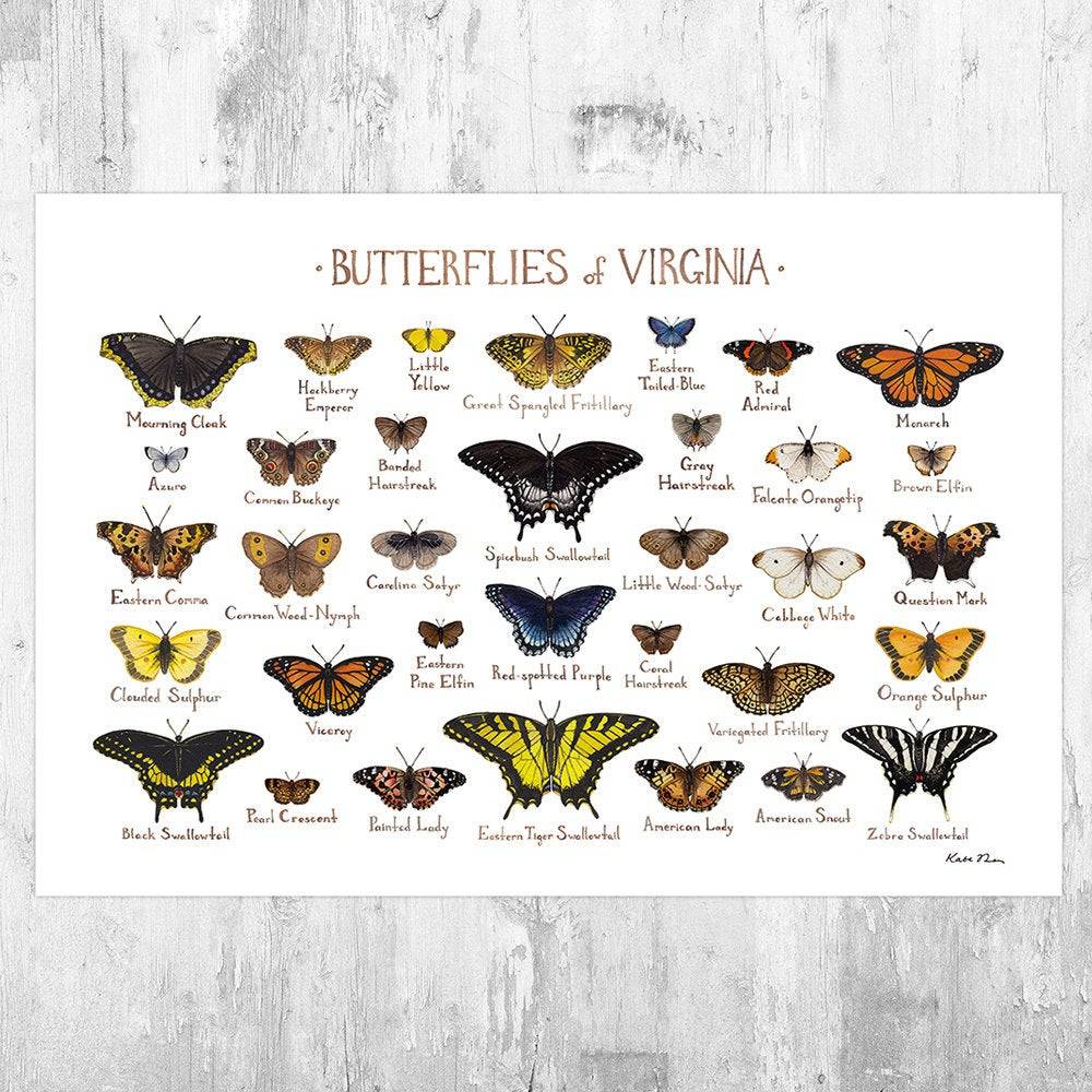 Virginia Butterflies Field Guide Art Print - Butterfly - Nature Print - Poster | Canvas Wall Art Print