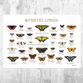 Oregon Butterflies Field Guide Art Print - Butterfly - Nature Print - Poster | Canvas Wall Art Print