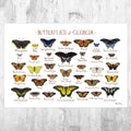 Georgia Butterflies Field Guide Art Print - Butterfly - Nature Print - Poster | Canvas Wall Art Print