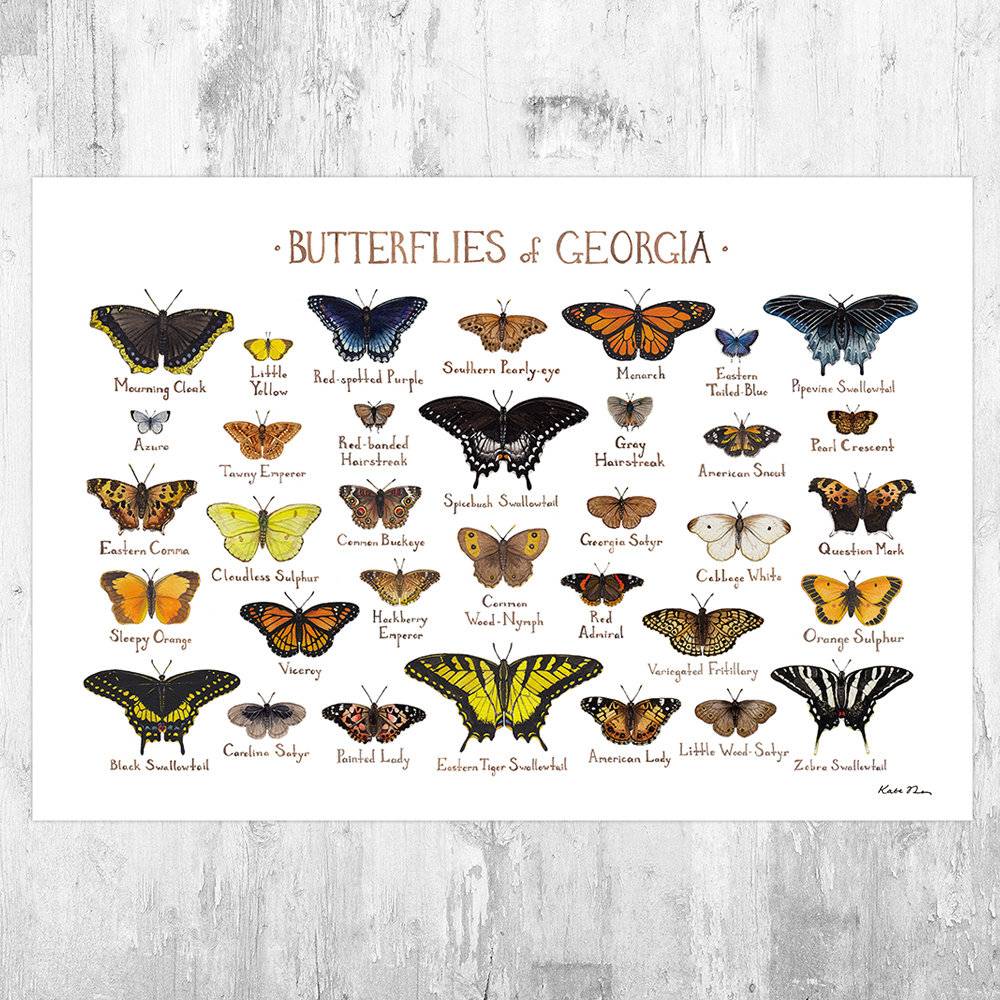 Georgia Butterflies Field Guide Art Print - Butterfly - Nature Print - Poster | Canvas Wall Art Print