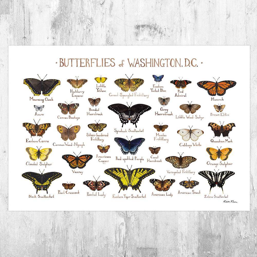 Washington, D.C. Butterflies Field Guide Art Print - District Of Columbia Butterfly - Nature Print - Poster | Canvas Wall Art Print