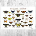 Mississippi Butterflies Field Guide Art Print - Butterfly - Nature Print - Poster | Canvas Wall Art Print