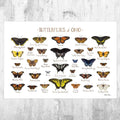 Ohio Butterflies Field Guide Art Print - Butterfly - Nature Print - Poster | Canvas Wall Art Print