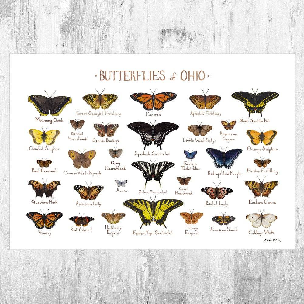 Ohio Butterflies Field Guide Art Print - Butterfly - Nature Print - Poster | Canvas Wall Art Print