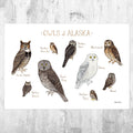 Alaska Owls Field Guide Art Print - Nature Print - Birds Of Prey - Poster | Canvas Wall Art Print