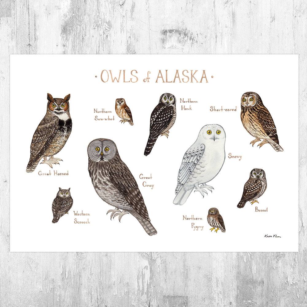 Alaska Owls Field Guide Art Print - Nature Print - Birds Of Prey - Poster | Canvas Wall Art Print
