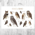 Idaho Owls Field Guide Art Print - Nature Print - Birds Of Prey - Poster | Canvas Wall Art Print