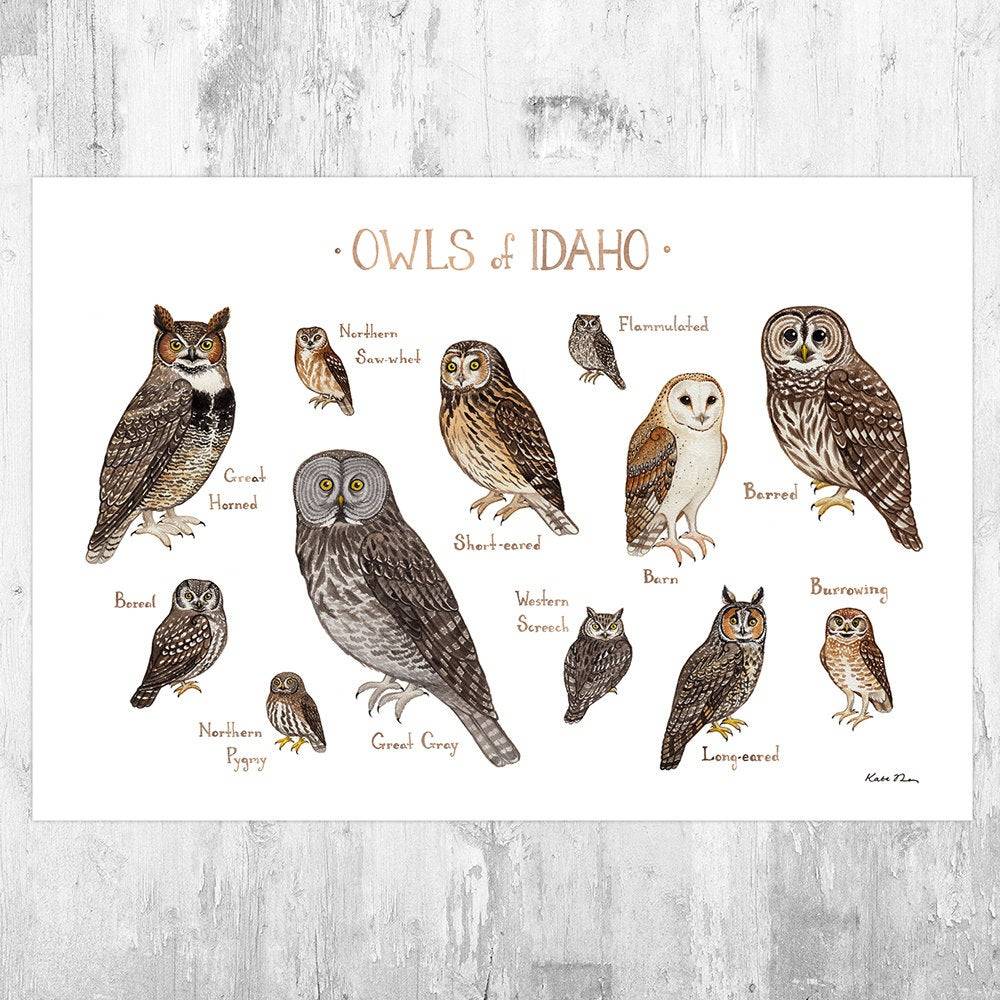 Idaho Owls Field Guide Art Print - Nature Print - Birds Of Prey - Poster | Canvas Wall Art Print