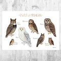 Michigan Owls Field Guide Art Print - Nature Print - Birds Of Prey - Poster | Canvas Wall Art Print