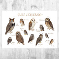 Colorado Owls Field Guide Art Print - Nature Print - Birds Of Prey - Poster | Canvas Wall Art Print