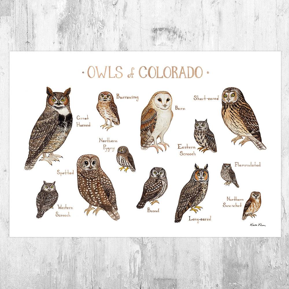 Colorado Owls Field Guide Art Print - Nature Print - Birds Of Prey - Poster | Canvas Wall Art Print
