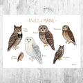Maine Owls Field Guide Art Print - Nature Print - Birds Of Prey - Poster | Canvas Wall Art Print