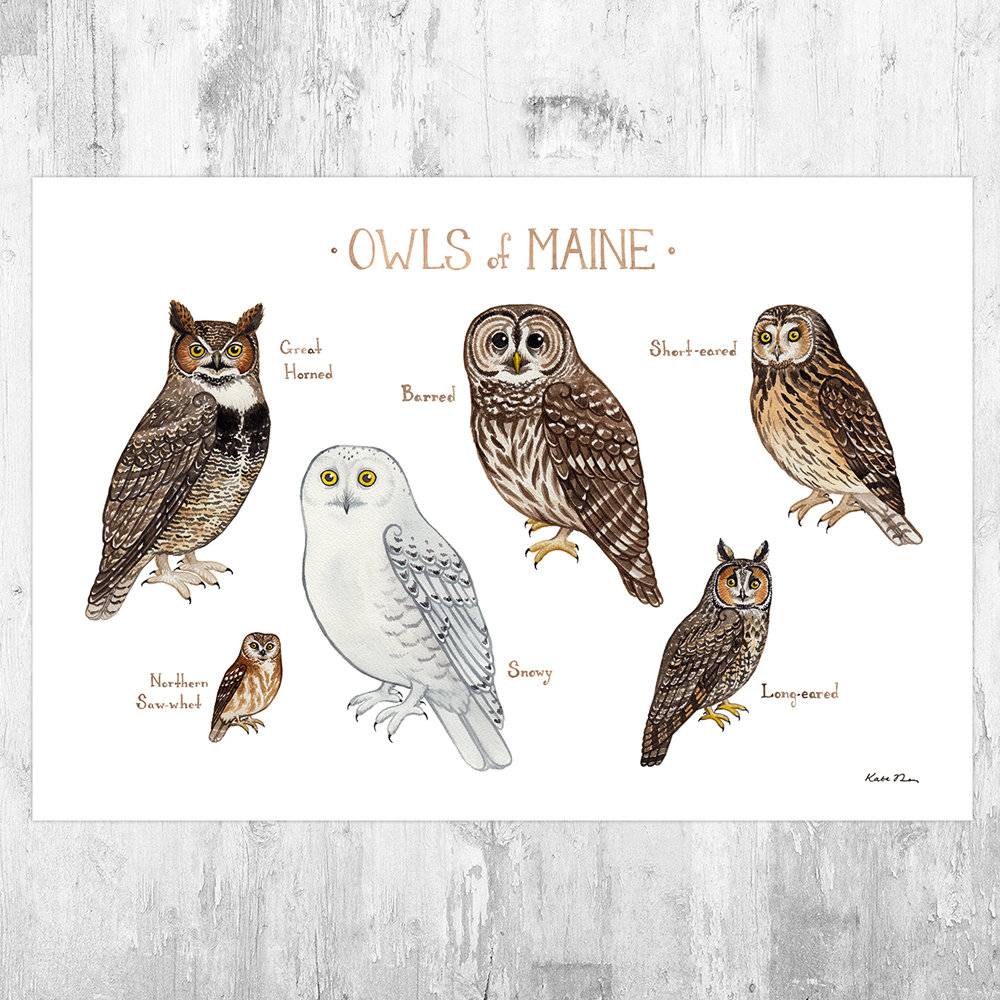 Maine Owls Field Guide Art Print - Nature Print - Birds Of Prey - Poster | Canvas Wall Art Print