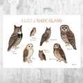 Rhode Island Owls Field Guide Art Print - Nature Print - Birds Of Prey - Poster | Canvas Wall Art Print