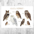 Vermont Owls Field Guide Art Print - Nature Print - Birds Of Prey - Poster | Canvas Wall Art Print