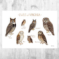 Virginia Owls Field Guide Art Print - Nature Print - Birds Of Prey - Poster | Canvas Wall Art Print