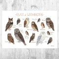 Washington Owls Field Guide Art Print - Nature Print - Birds Of Prey - Poster | Canvas Wall Art Print