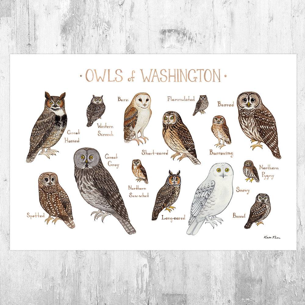 Washington Owls Field Guide Art Print - Nature Print - Birds Of Prey - Poster | Canvas Wall Art Print