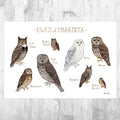 Minnesota Owls Field Guide Art Print - Nature Print - Birds Of Prey - Poster | Canvas Wall Art Print