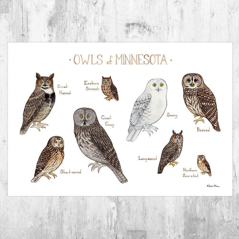 Minnesota Owls Field Guide Art Print - Nature Print - Birds Of Prey - Poster | Canvas Wall Art Print