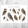 California Owls Field Guide Art Print - Nature Print - Birds Of Prey - Poster | Canvas Wall Art Print