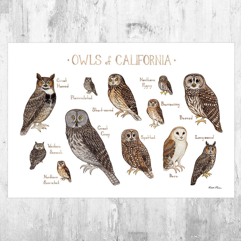 California Owls Field Guide Art Print - Nature Print - Birds Of Prey - Poster | Canvas Wall Art Print