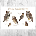 Massachusetts Owls Field Guide Art Print - Nature Print - Birds Of Prey - Poster | Canvas Wall Art Print