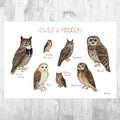Missouri Owls Field Guide Art Print - Nature Print - Birds Of Prey - Poster | Canvas Wall Art Print