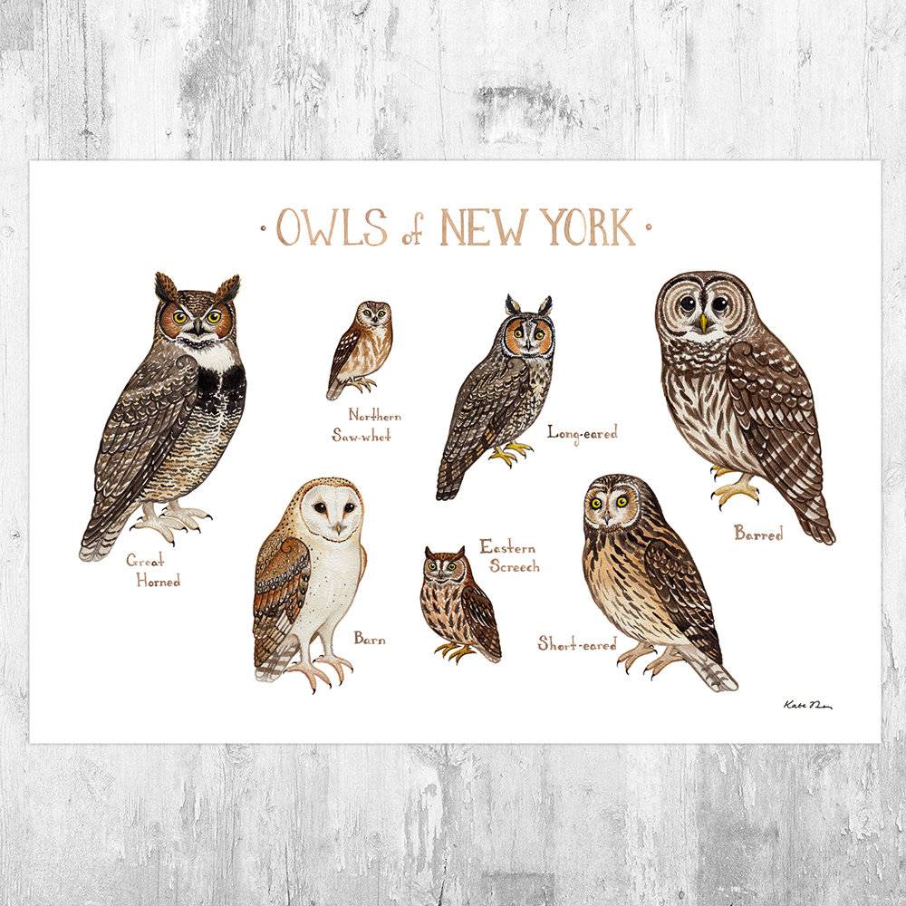New York Owls Field Guide Art Print - Nature Print - Birds Of Prey - Poster | Canvas Wall Art Print