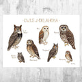 Oklahoma Owls Field Guide Art Print - Nature Print - Birds Of Prey - Poster | Canvas Wall Art Print