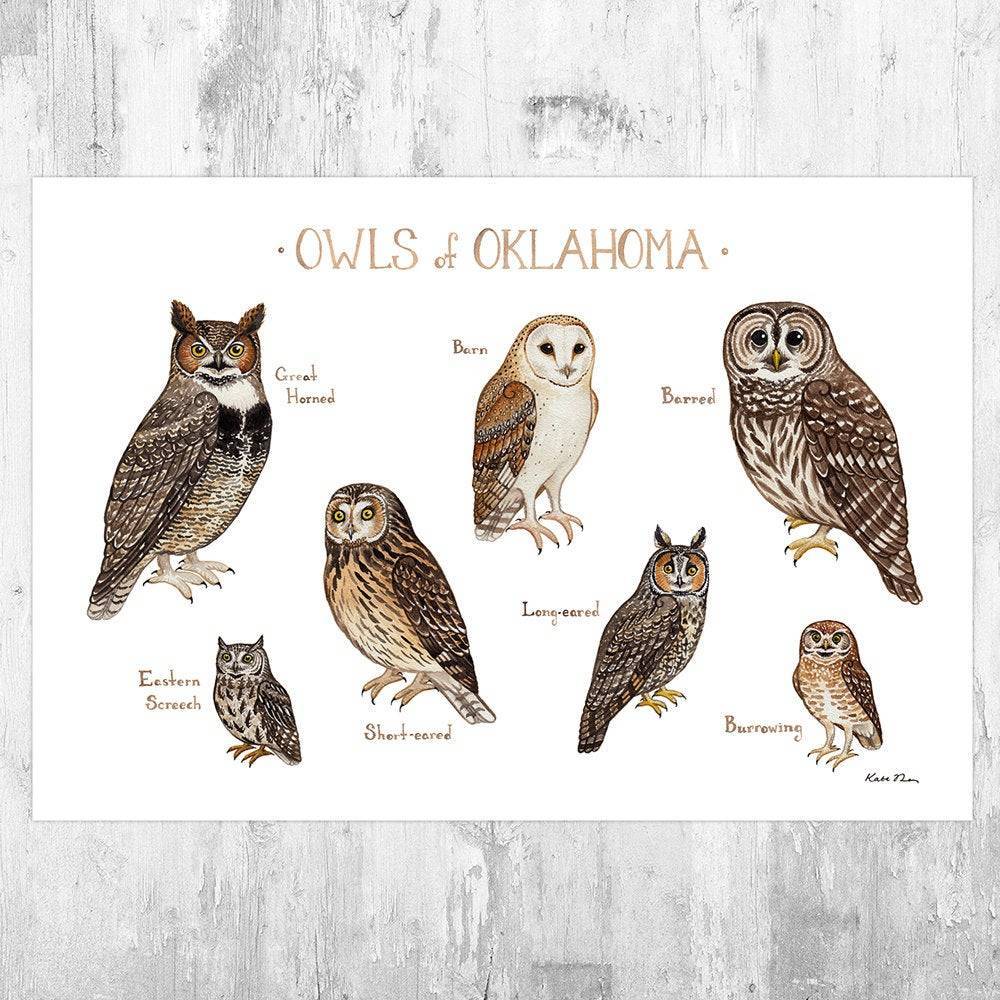 Oklahoma Owls Field Guide Art Print - Nature Print - Birds Of Prey - Poster | Canvas Wall Art Print