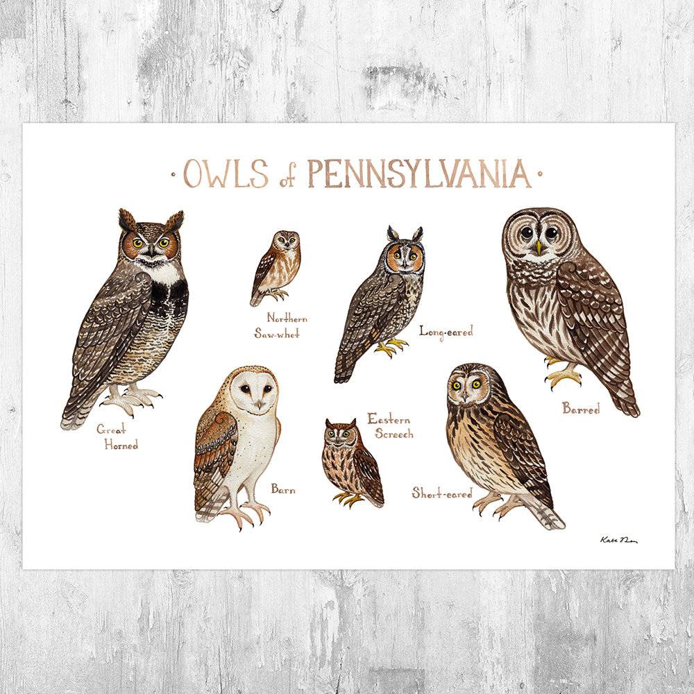 Pennsylvania Owls Field Guide Art Print - Nature Print - Birds Of Prey - Poster | Canvas Wall Art Print