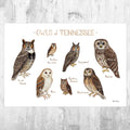 Tennessee Owls Field Guide Art Print - Nature Print - Birds Of Prey - Poster | Canvas Wall Art Print