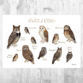 Utah Owls Field Guide Art Print - Nature Print - Birds Of Prey - Poster | Canvas Wall Art Print