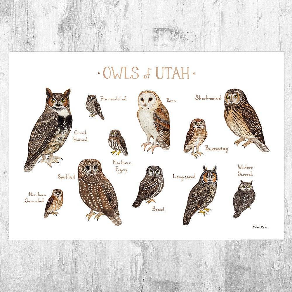 Utah Owls Field Guide Art Print - Nature Print - Birds Of Prey - Poster | Canvas Wall Art Print