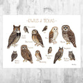Texas Owls Field Guide Art Print - Nature Print - Birds Of Prey - Poster | Canvas Wall Art Print